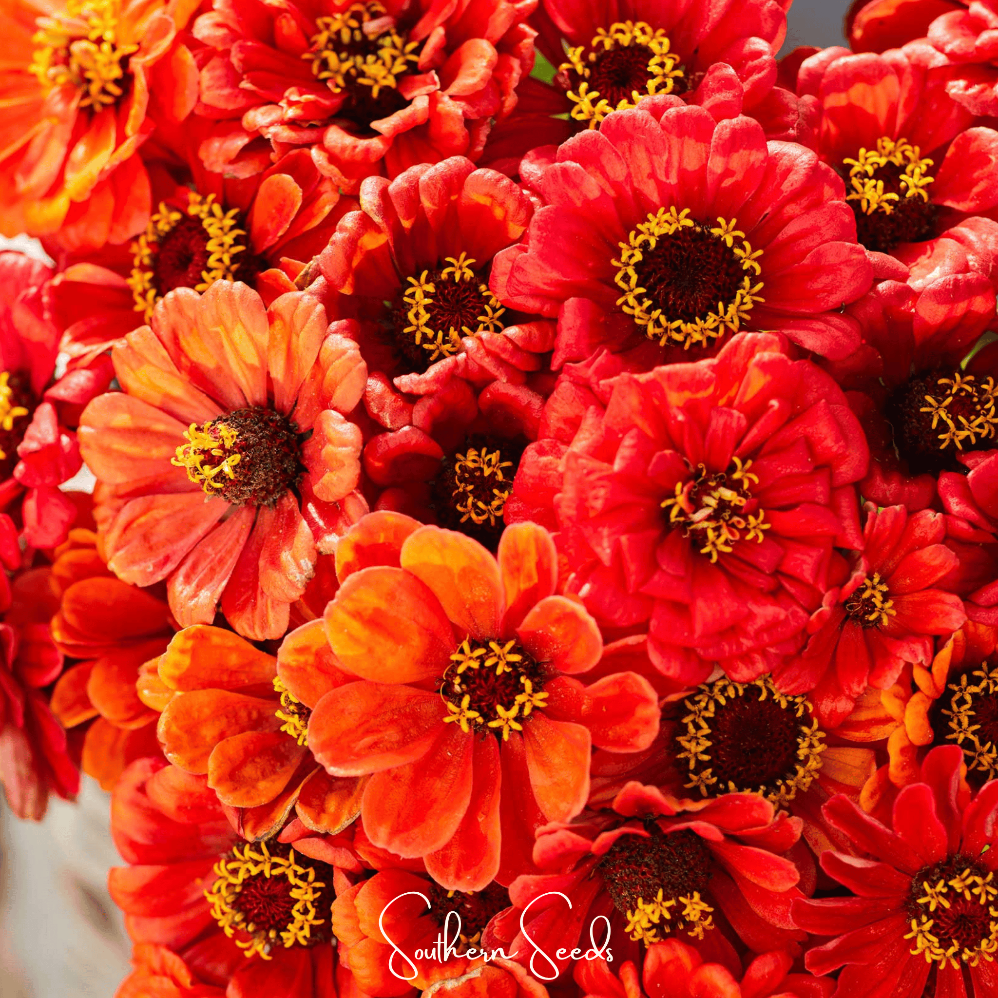 Oriole Zinnia – 50 Seeds Southern Seeds