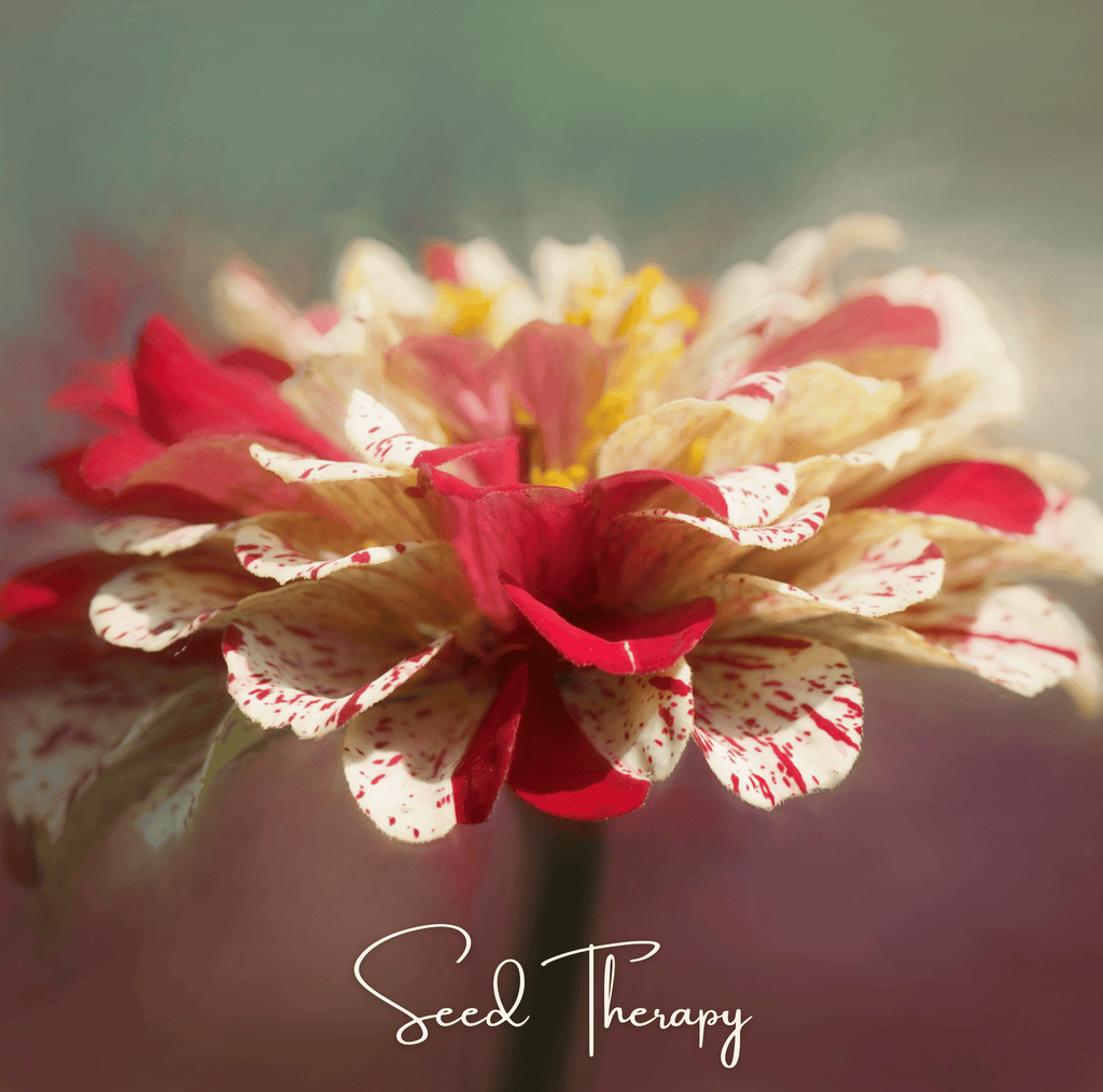 Peppermint Stick Zinnia – 50 Seeds Southern Seeds