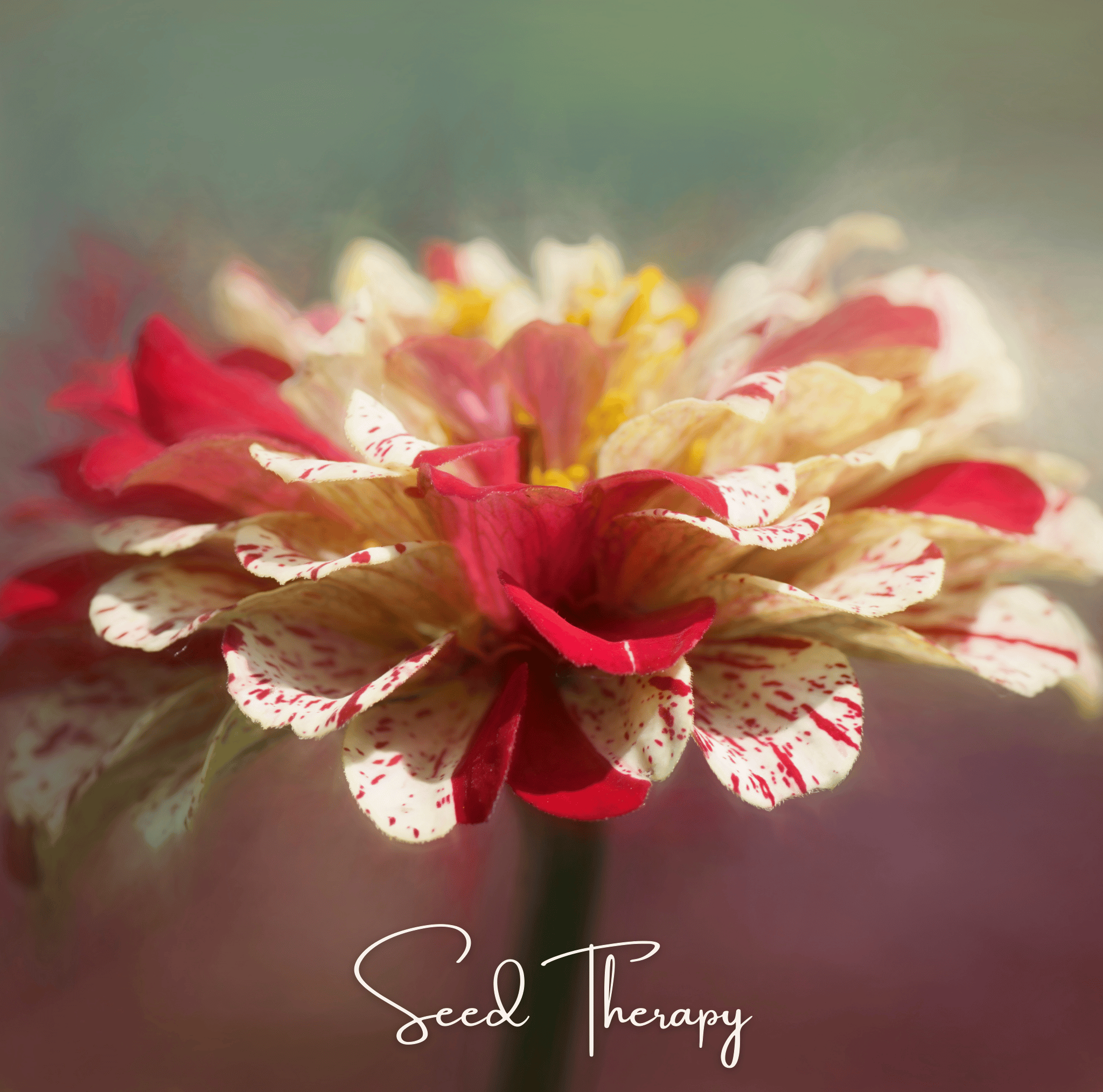 Peppermint Stick Zinnia – 50 Seeds Southern Seeds