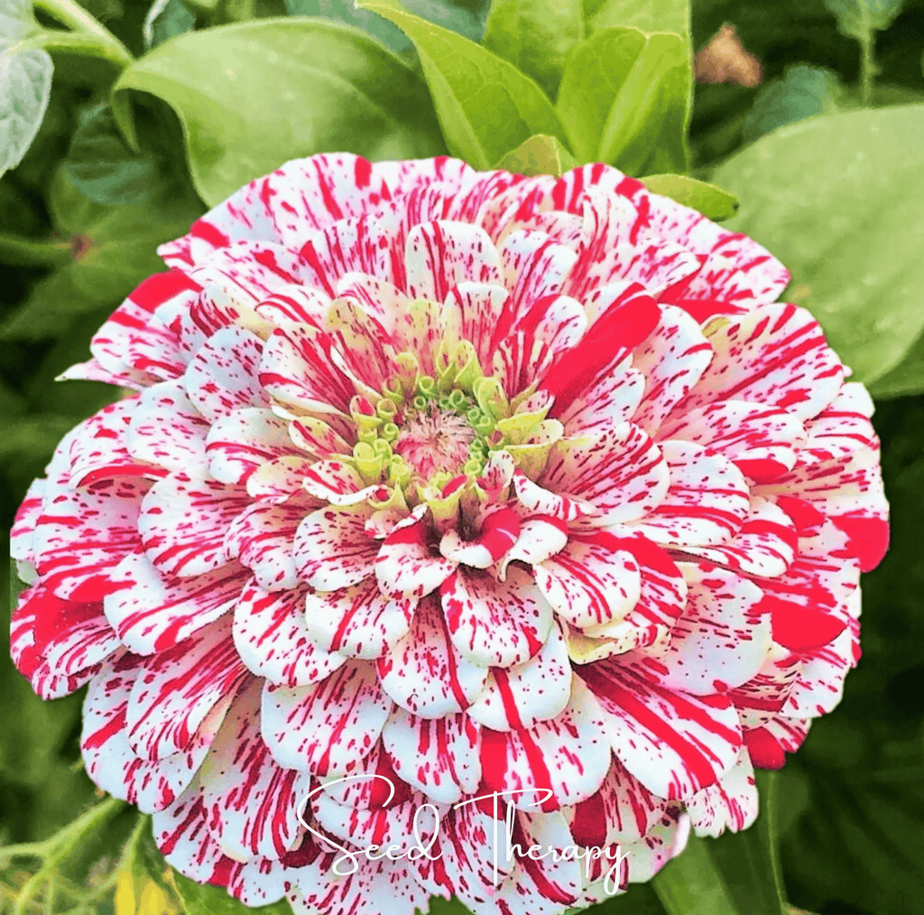 Peppermint Stick Zinnia – 50 Seeds Southern Seeds