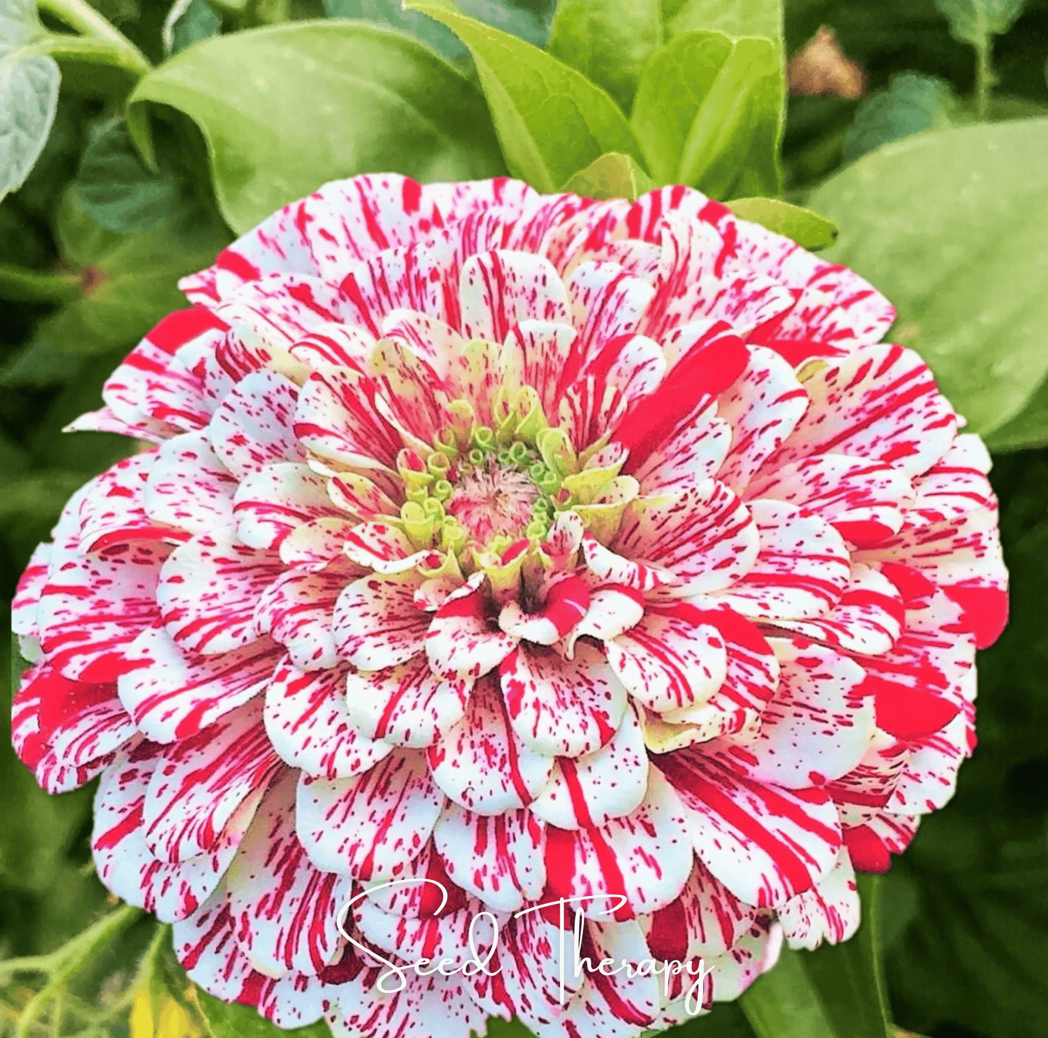 Peppermint Stick Zinnia – 50 Seeds Southern Seeds