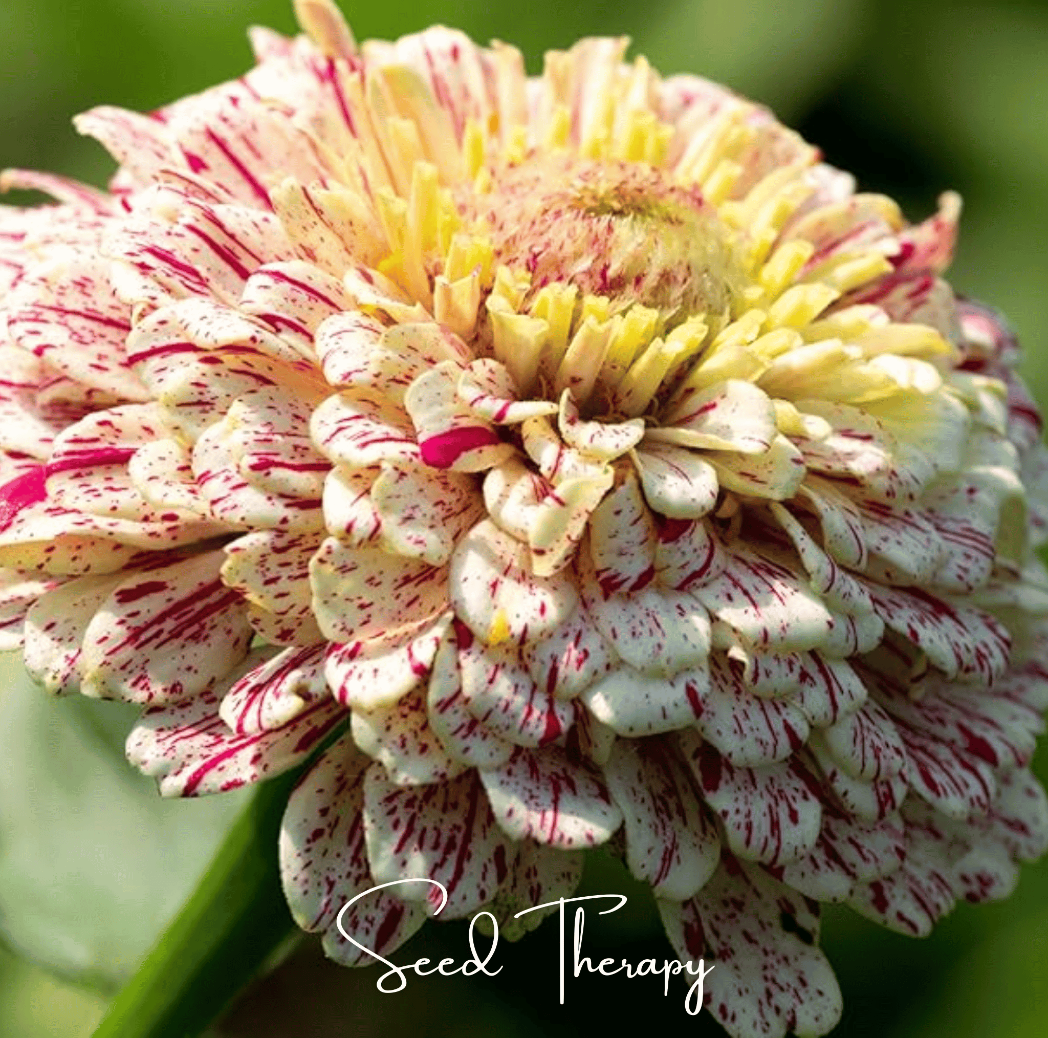 Peppermint Stick Zinnia – 50 Seeds Southern Seeds