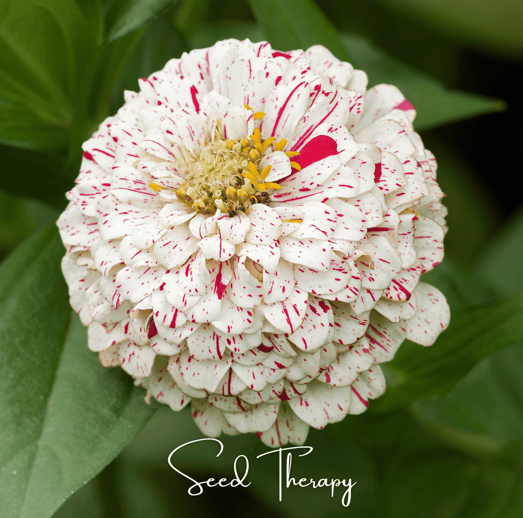 Peppermint Stick Zinnia – 50 Seeds Southern Seeds