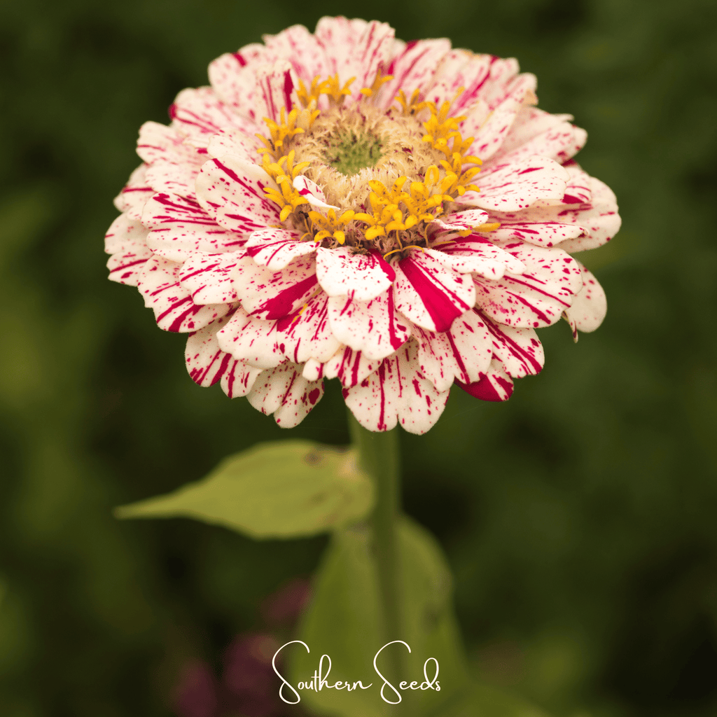 Peppermint Stick Zinnia – 50 Seeds Southern Seeds