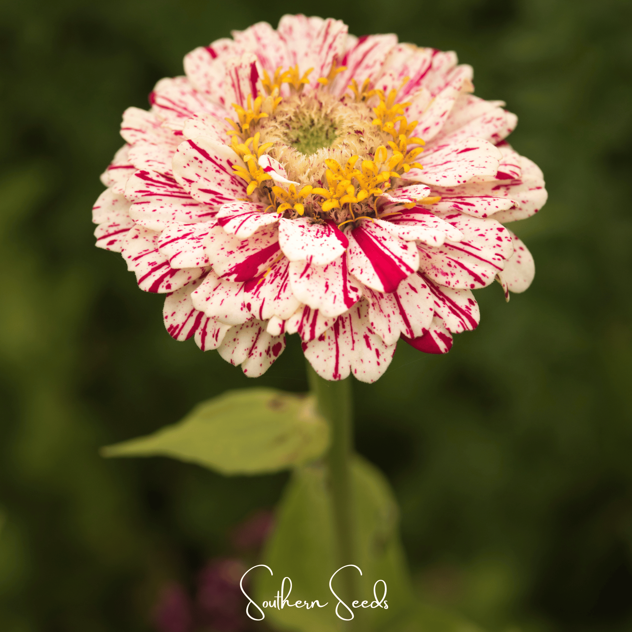 Peppermint Stick Zinnia – 50 Seeds Southern Seeds