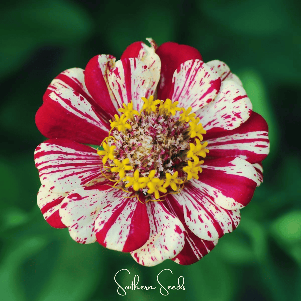 Peppermint Stick Zinnia – 50 Seeds Southern Seeds