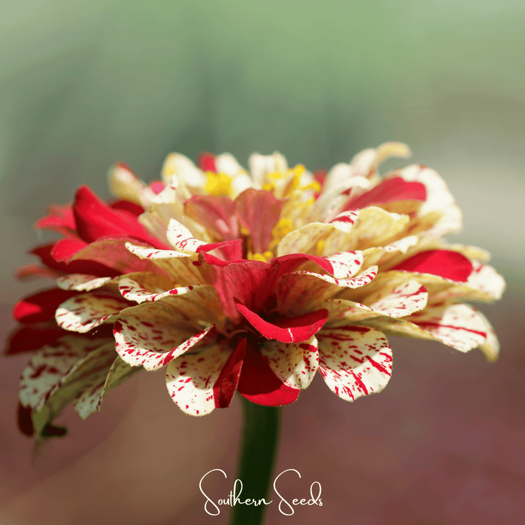 Peppermint Stick Zinnia – 50 Seeds Southern Seeds