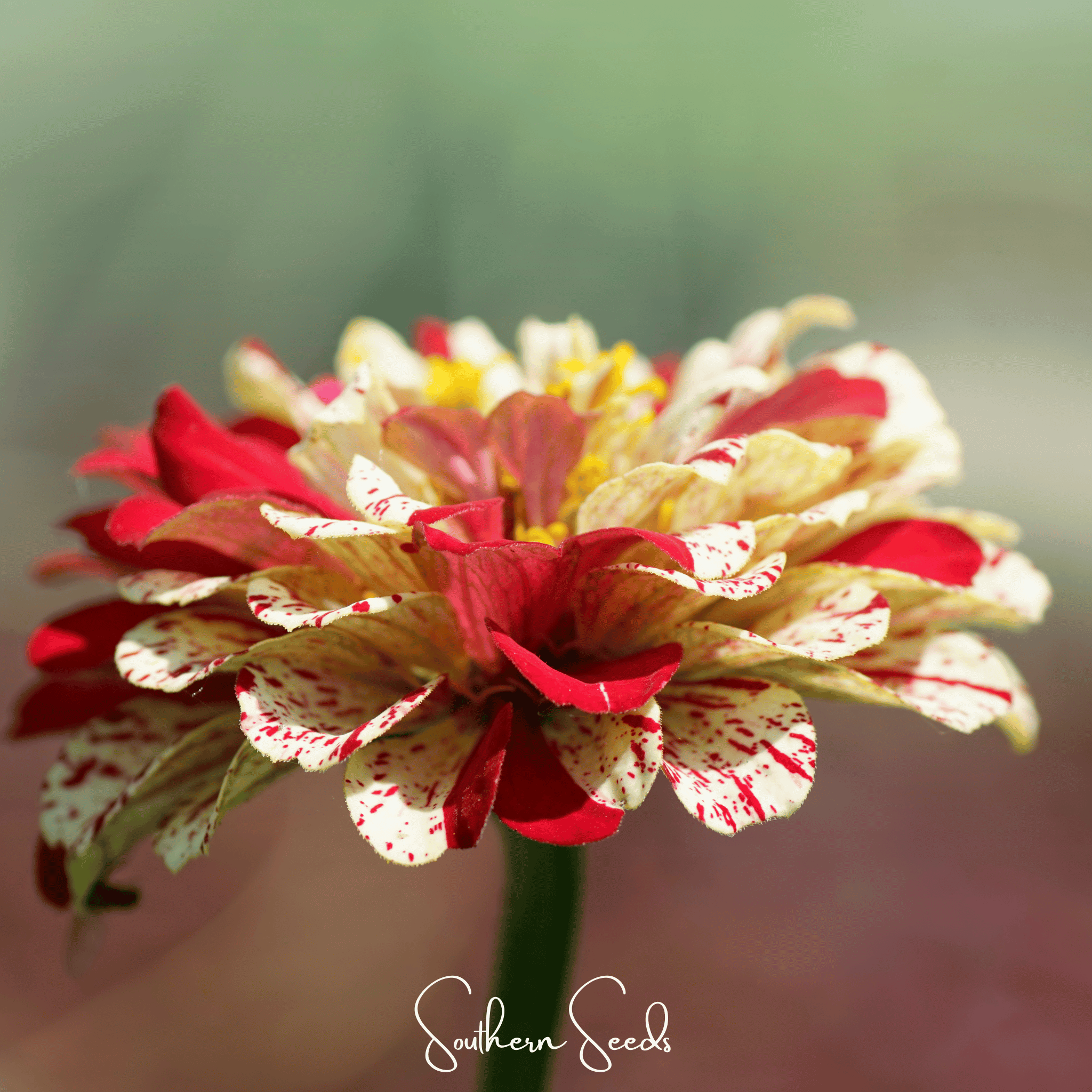 Peppermint Stick Zinnia – 50 Seeds Southern Seeds