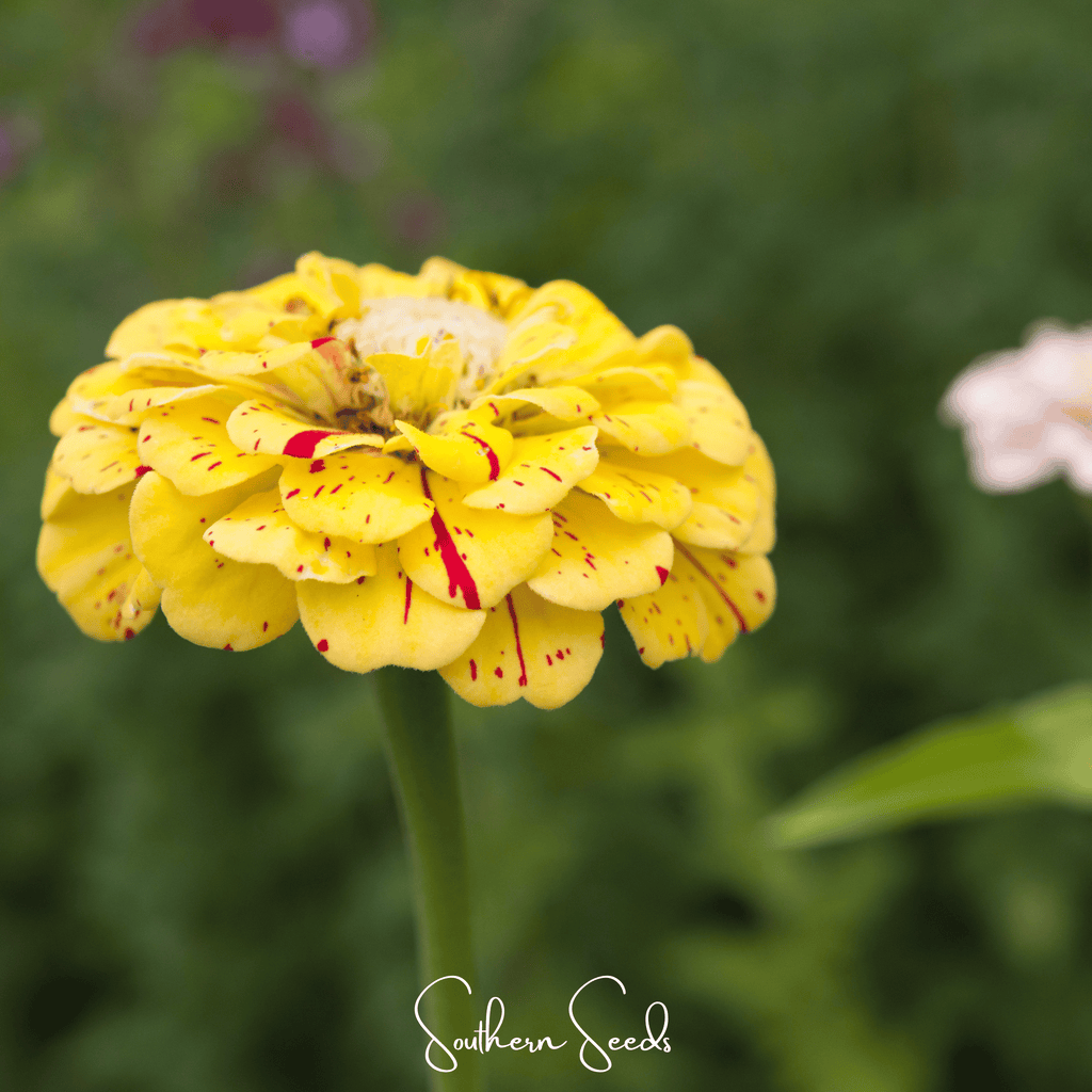Peppermint Stick Zinnia – 50 Seeds Southern Seeds