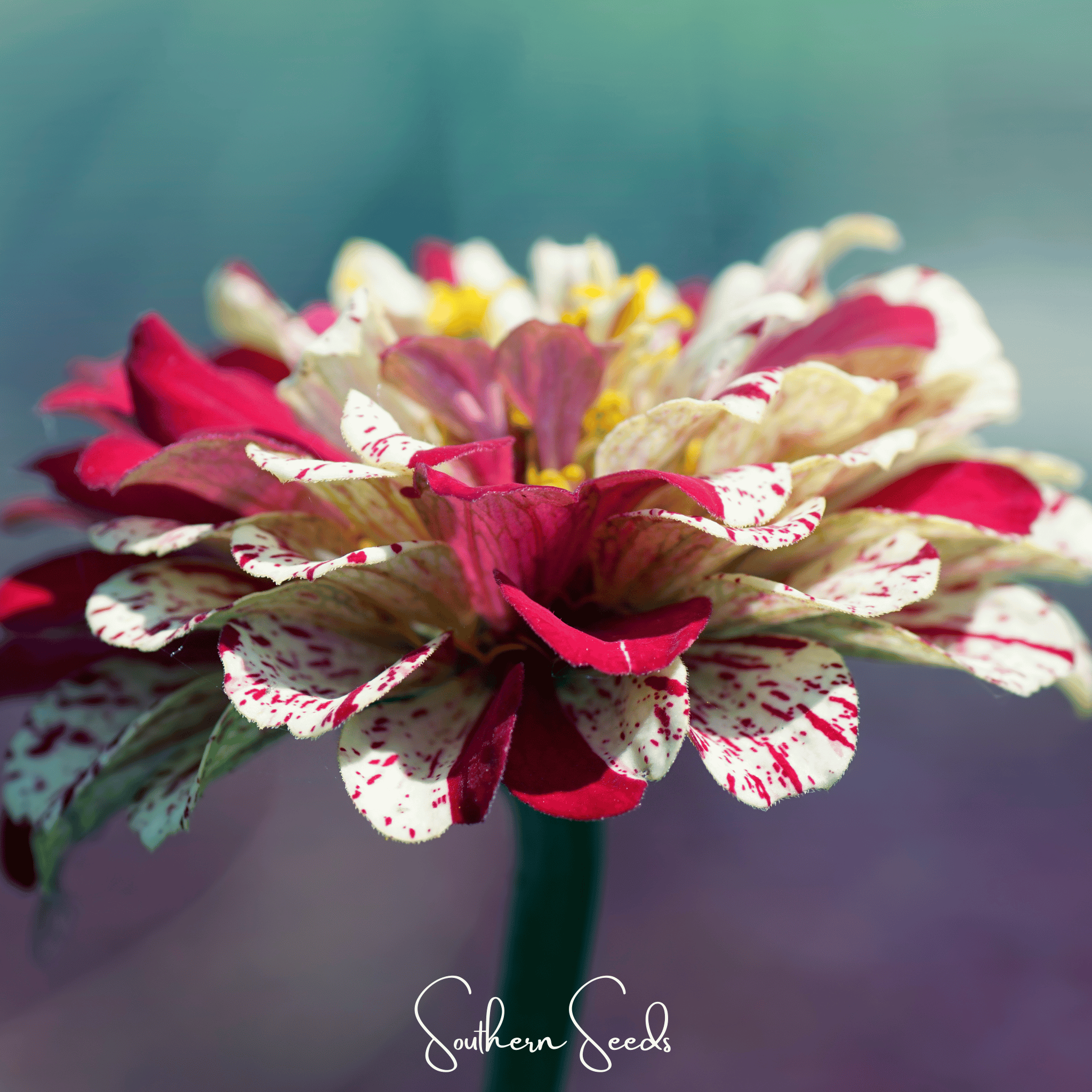 Peppermint Stick Zinnia – 50 Seeds Southern Seeds