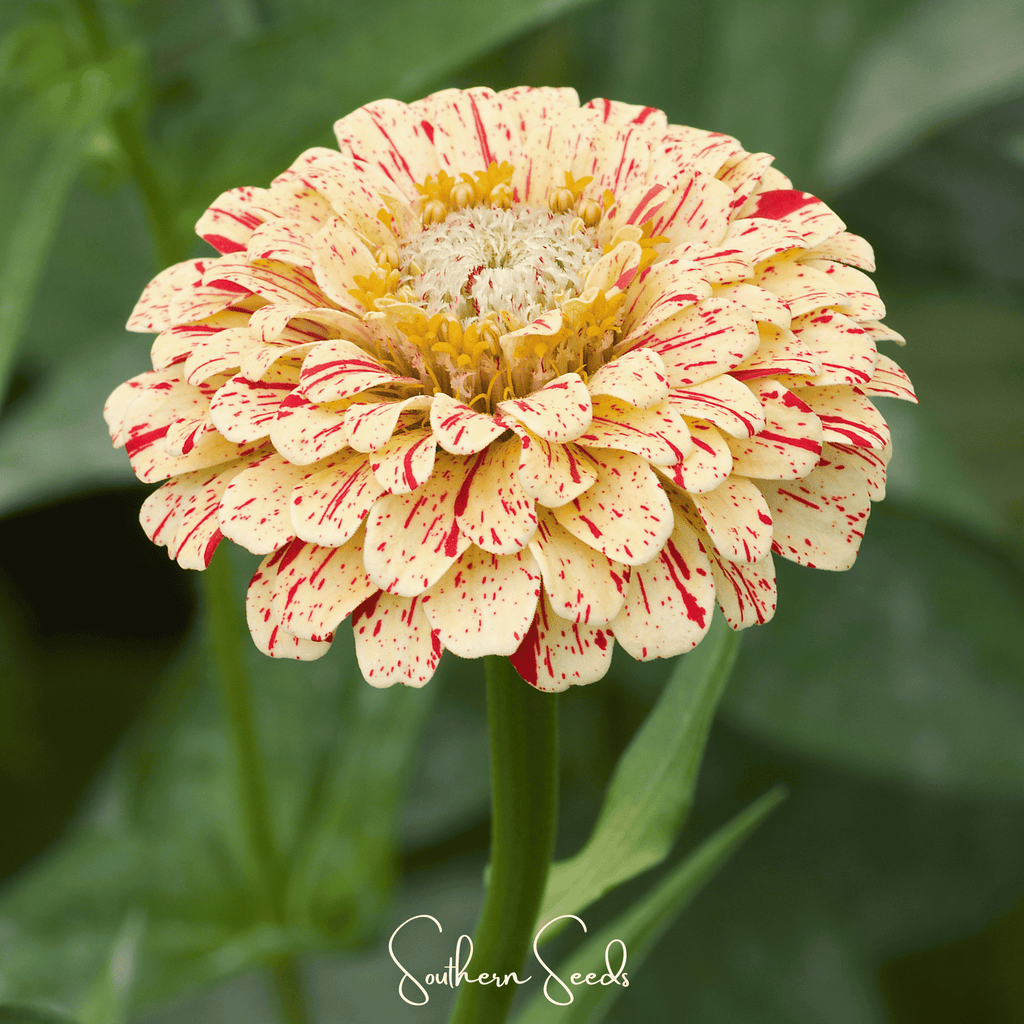 Peppermint Stick Zinnia – 50 Seeds Southern Seeds