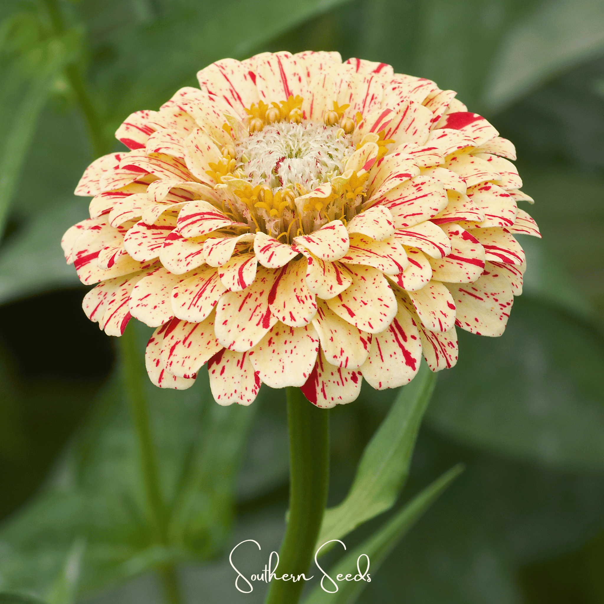Peppermint Stick Zinnia – 50 Seeds Southern Seeds