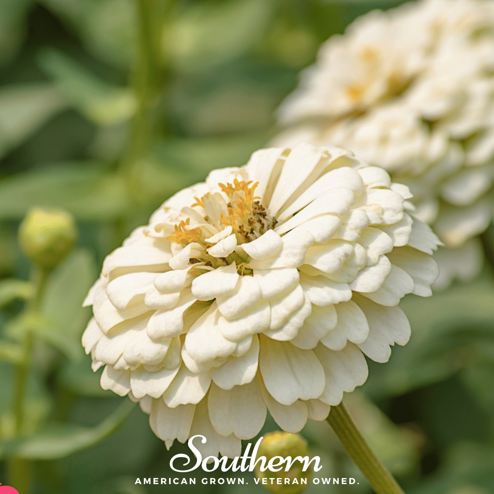 Polar Bear Zinnia – 100 Seeds Southern Seeds