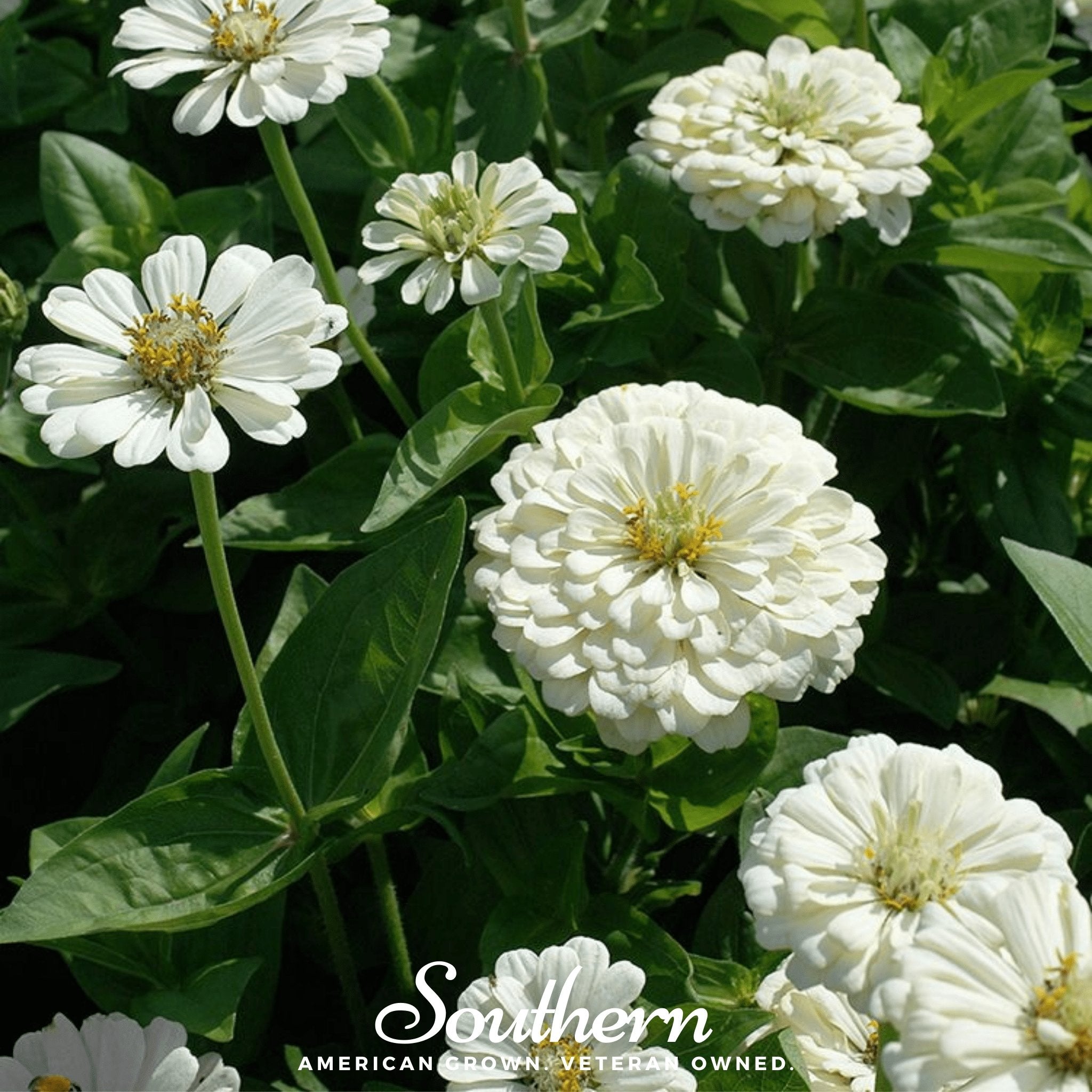 Polar Bear Zinnia – 100 Seeds Southern Seeds