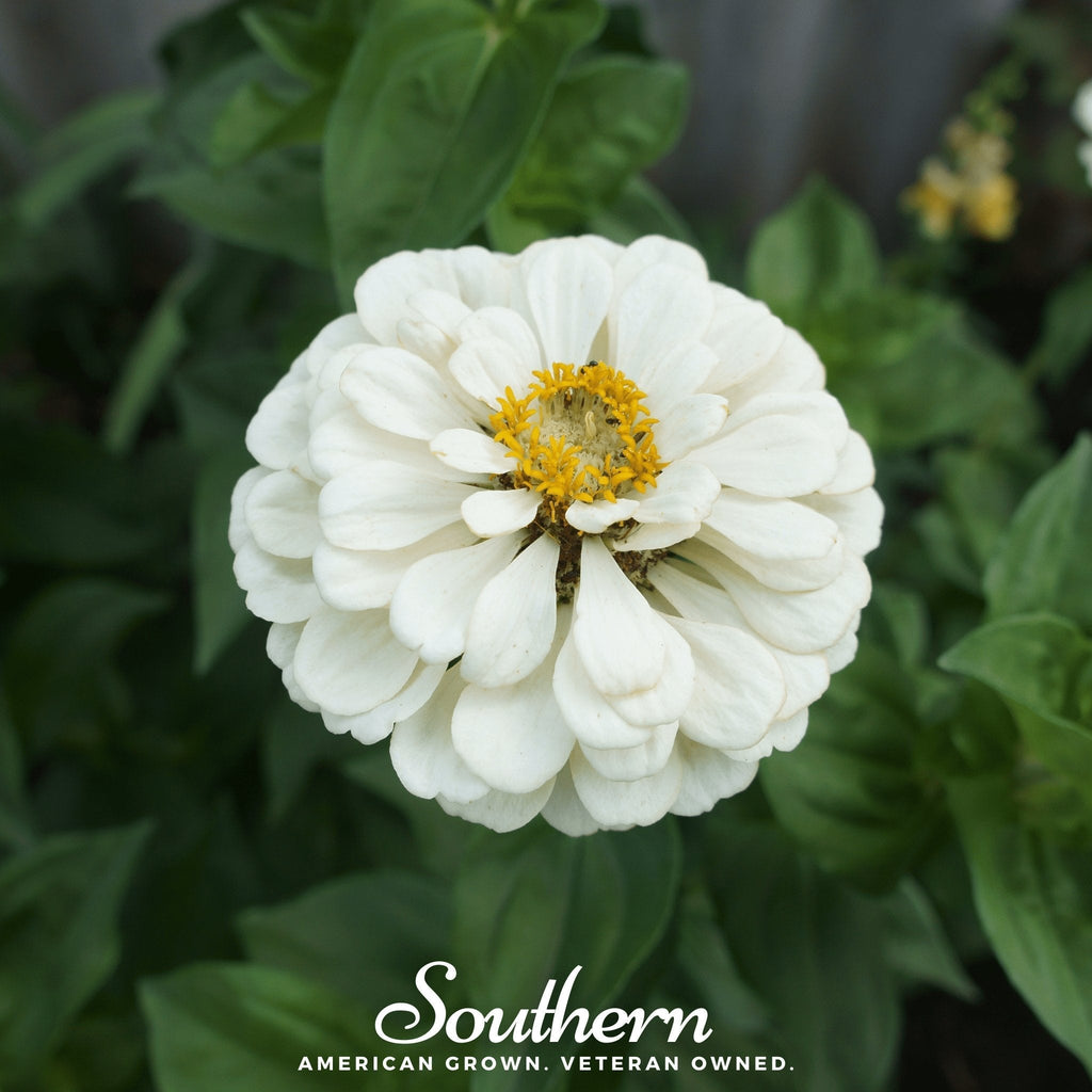 Polar Bear Zinnia – 100 Seeds Southern Seeds