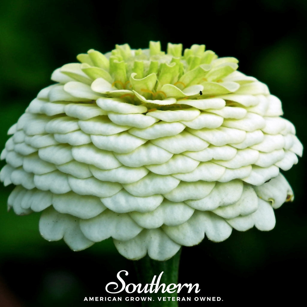 Polar Bear Zinnia – 100 Seeds Southern Seeds