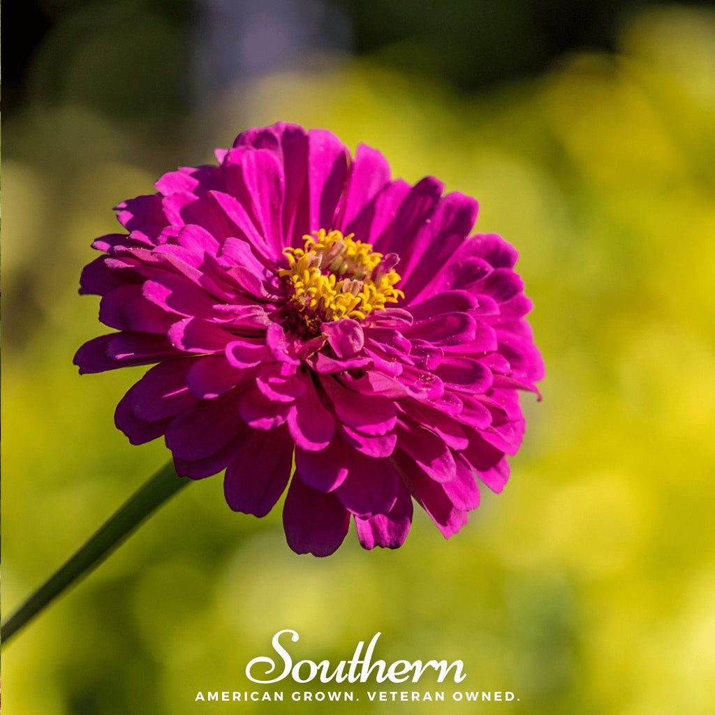 Purple Prince Zinnia – 100 Seeds Southern Seeds