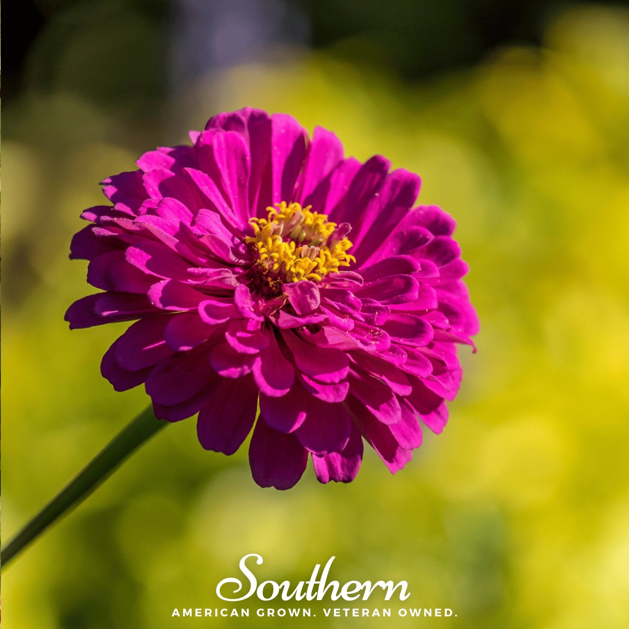 Purple Prince Zinnia – 100 Seeds Southern Seeds
