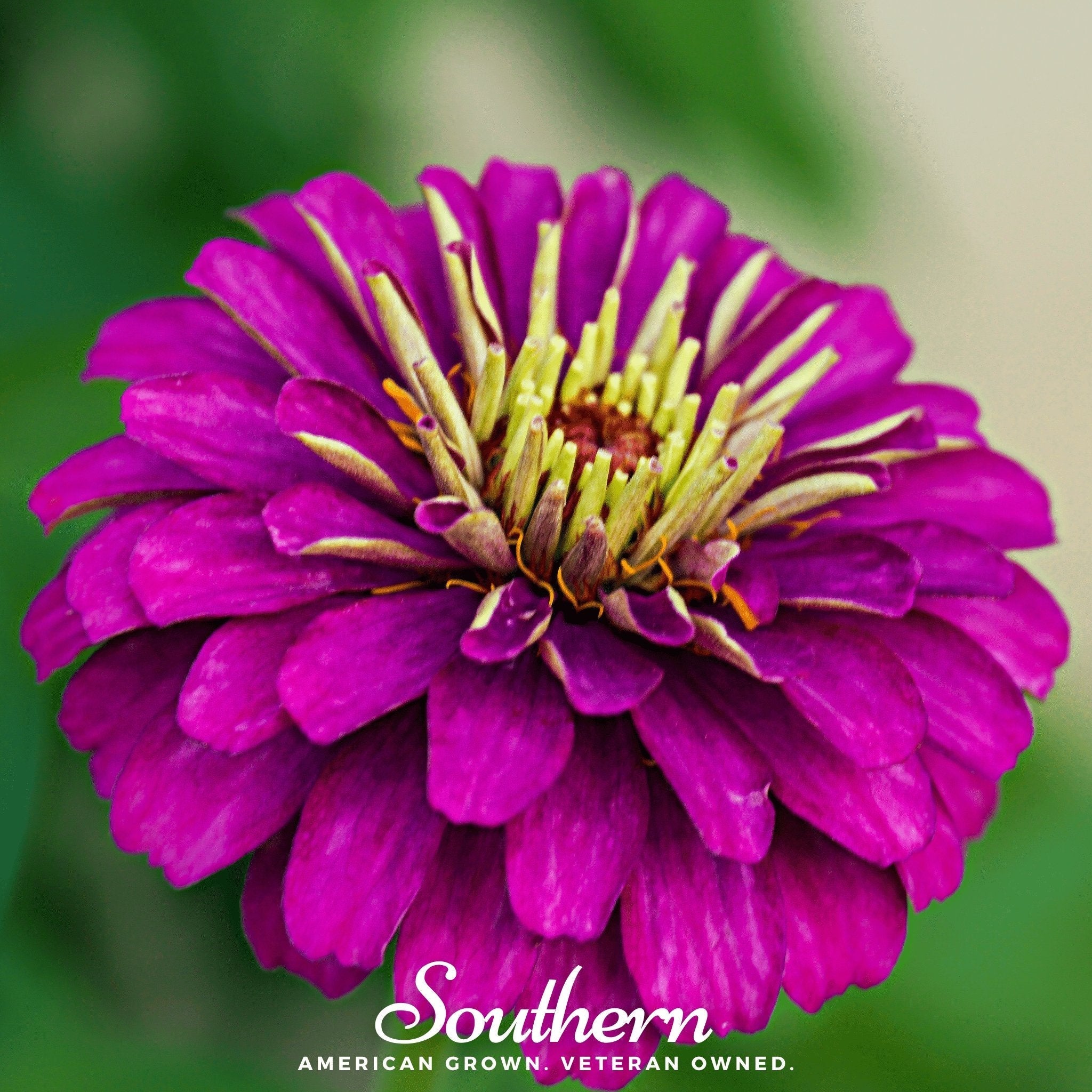Purple Prince Zinnia – 100 Seeds Southern Seeds