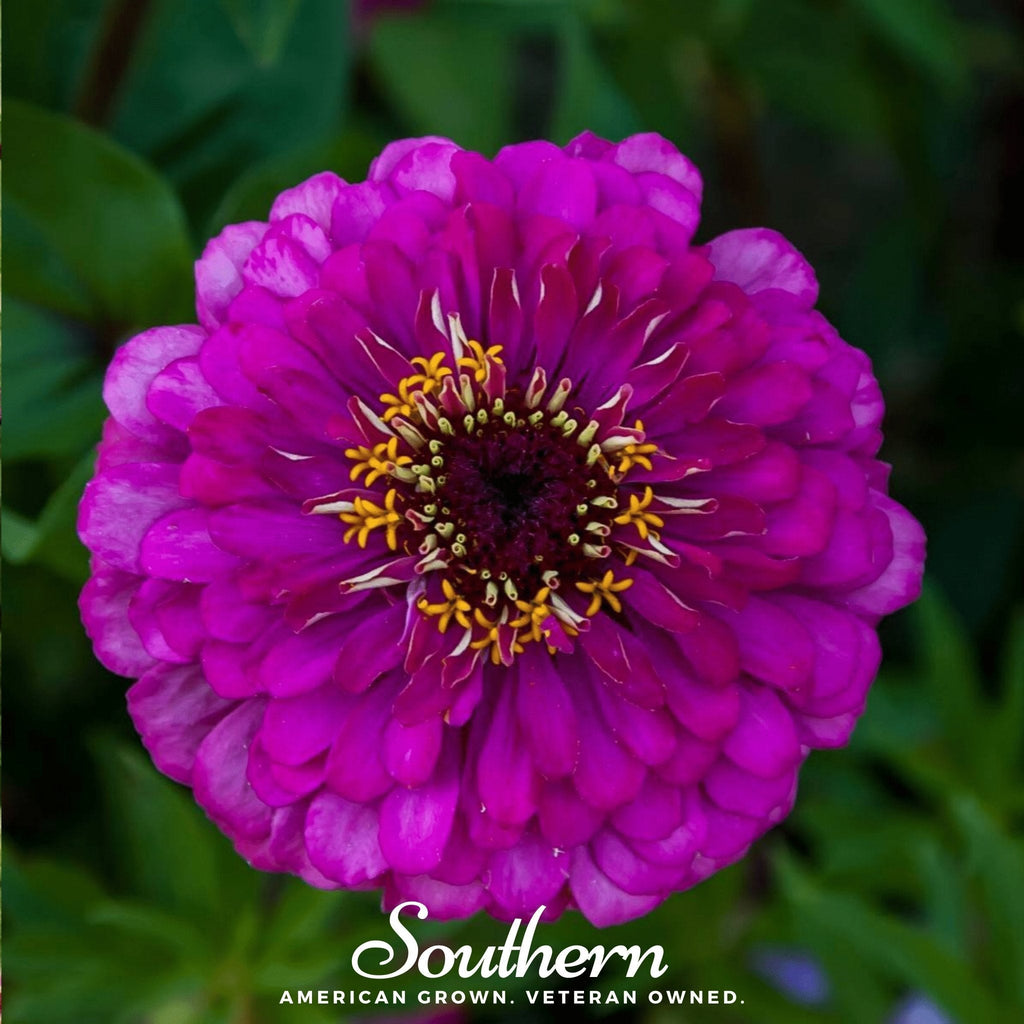 Purple Prince Zinnia – 100 Seeds Southern Seeds