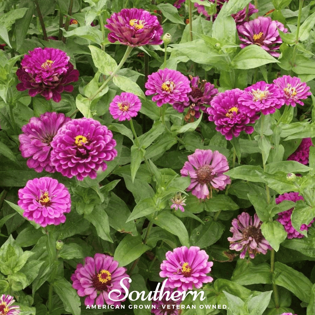 Purple Prince Zinnia – 100 Seeds Southern Seeds