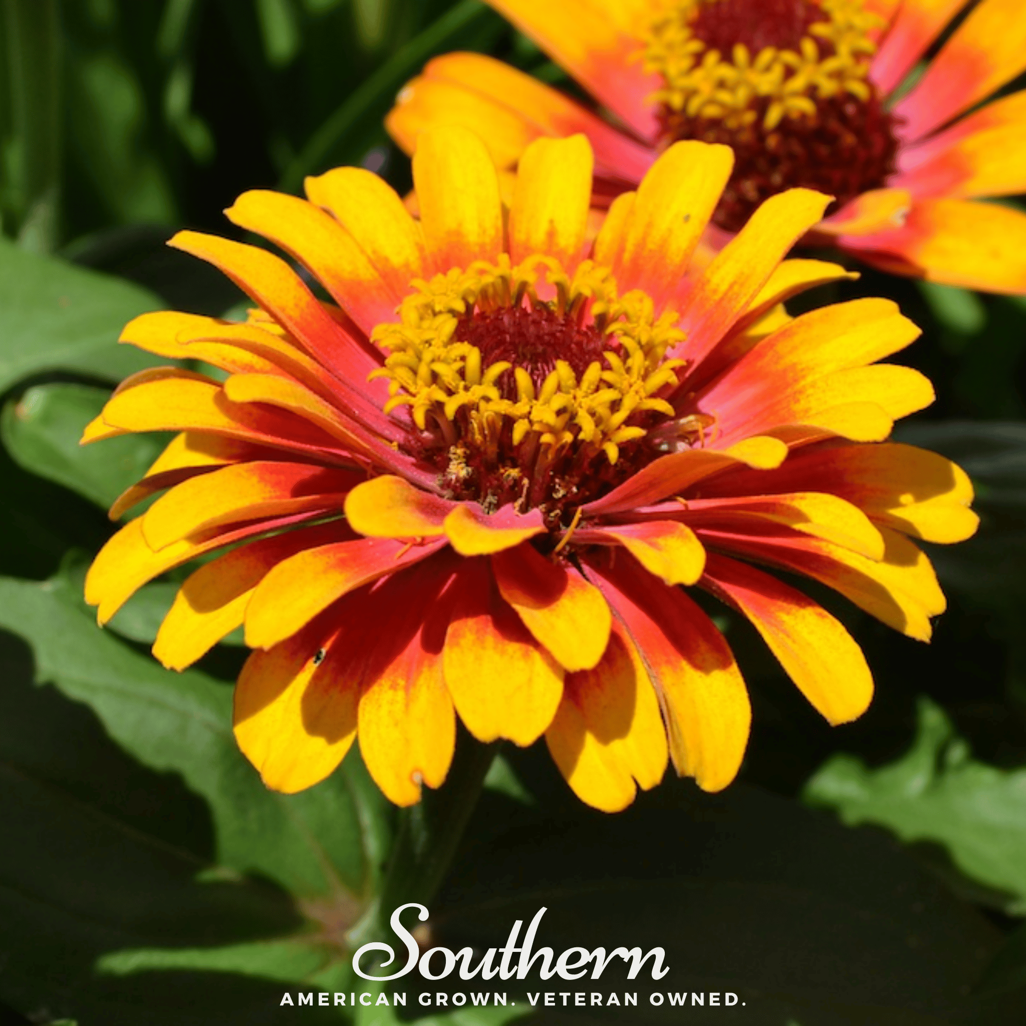 Sombrero Zinnia – 50 Seeds Southern Seeds