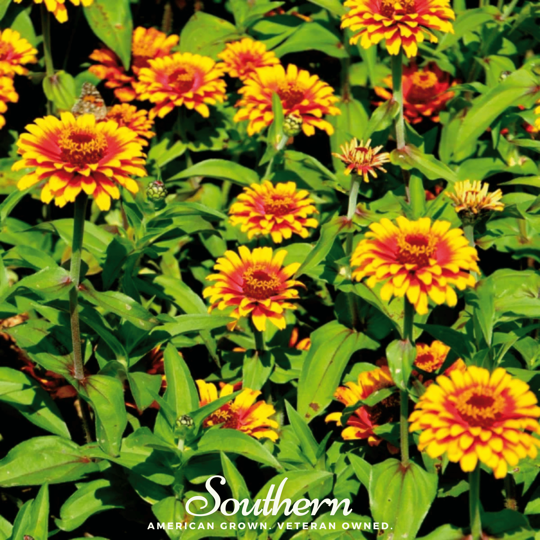 Sombrero Zinnia – 50 Seeds Southern Seeds