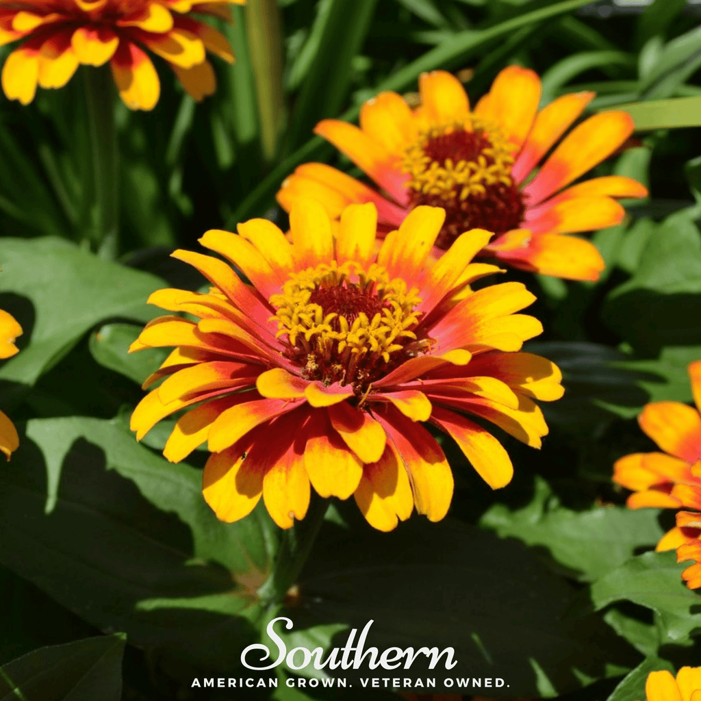 Sombrero Zinnia – 50 Seeds Southern Seeds
