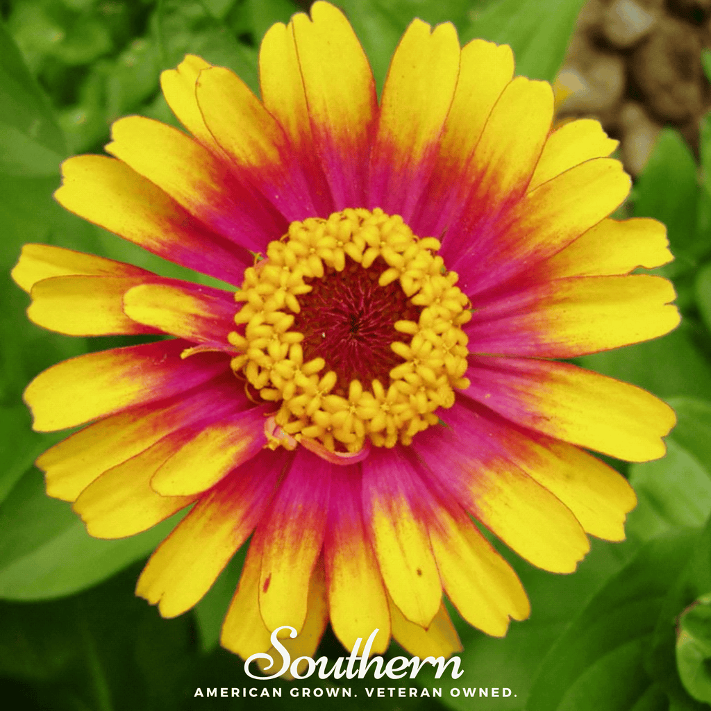 Sombrero Zinnia – 50 Seeds Southern Seeds