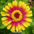 Sombrero Zinnia – 50 Seeds Southern Seeds