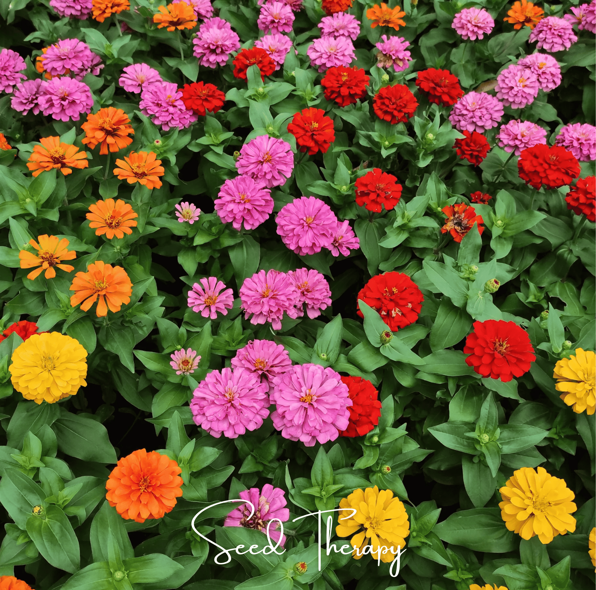 Thumbelina Dwarf Zinnia – 100 Seeds Southern Seeds