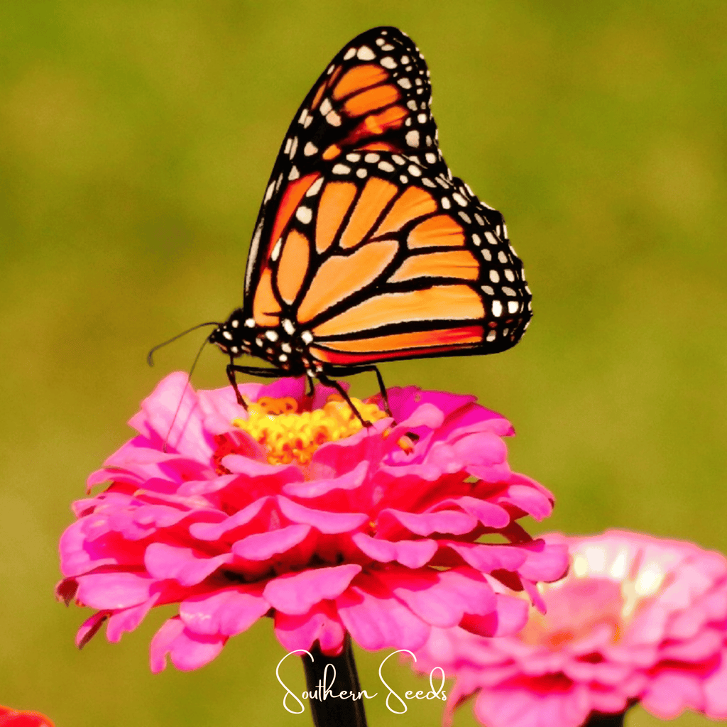 Thumbelina Dwarf Zinnia – 100 Seeds Southern Seeds