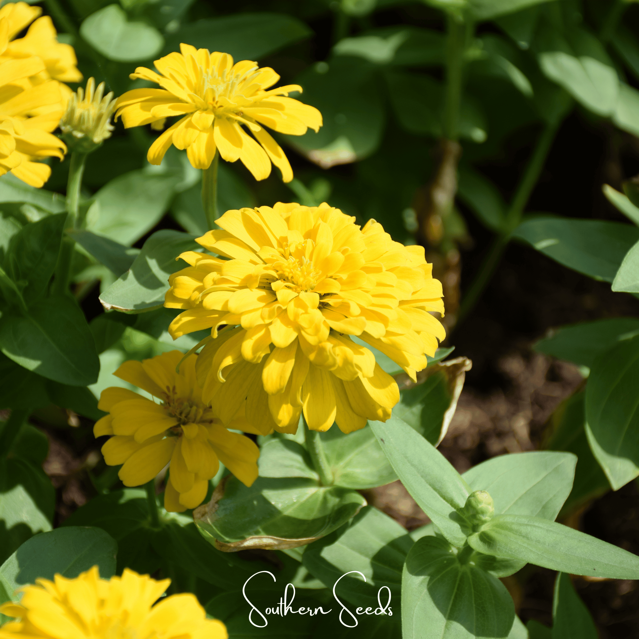 Thumbelina Dwarf Zinnia – 100 Seeds Southern Seeds