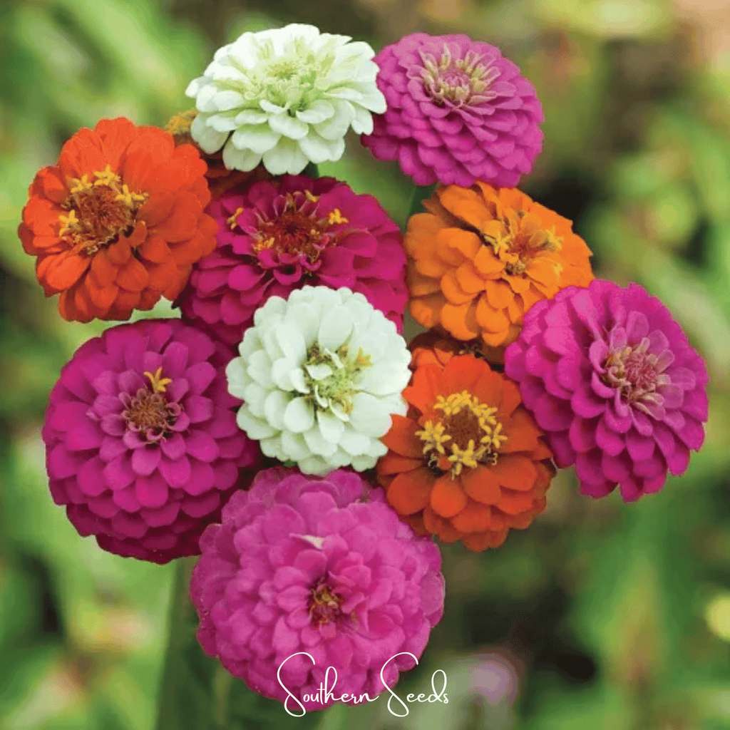 Thumbelina Dwarf Zinnia – 100 Seeds Southern Seeds